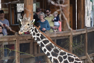 Filename=DSC_0423.JPG
Filesize=19589KiB
Dimensions=7360x4912
Date added=Sep 27, 2019 DSC_0423.JPG