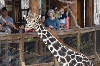 Filename=DSC_0424.JPG
Filesize=20290KiB
Dimensions=7360x4912
Date added=Sep 27, 2019 DSC_0424.JPG