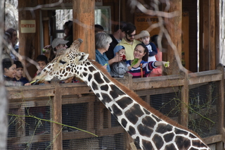 Filename=DSC_0427.JPG
Filesize=19813KiB
Dimensions=7360x4912
Date added=Sep 27, 2019 DSC_0427.JPG