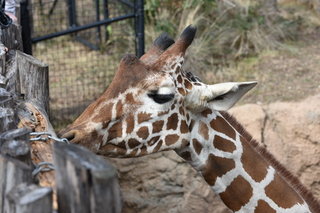 Filename=DSC_0429.JPG
Filesize=19177KiB
Dimensions=7360x4912
Date added=Sep 27, 2019 DSC_0429.JPG