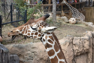 Filename=DSC_0431.JPG
Filesize=19061KiB
Dimensions=7360x4912
Date added=Sep 27, 2019 DSC_0431.JPG