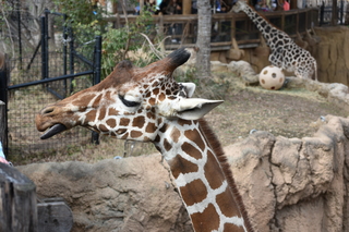 Filename=DSC_0432.JPG
Filesize=18637KiB
Dimensions=7360x4912
Date added=Sep 27, 2019 DSC_0432.JPG