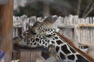 Filename=DSC_0434.JPG
Filesize=18198KiB
Dimensions=7360x4912
Date added=Sep 27, 2019 DSC_0434.JPG