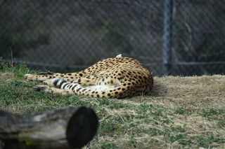 Filename=DSC_0436.JPG
Filesize=18000KiB
Dimensions=7360x4912
Date added=Sep 27, 2019 DSC_0436.JPG