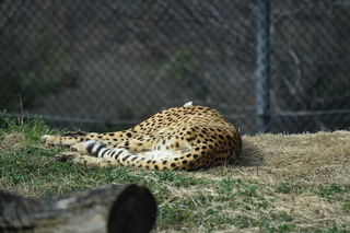 Filename=DSC_0437.JPG
Filesize=18072KiB
Dimensions=7360x4912
Date added=Sep 27, 2019 DSC_0437.JPG