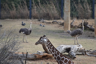 Filename=DSC_0439.JPG
Filesize=17357KiB
Dimensions=7360x4912
Date added=Sep 27, 2019 DSC_0439.JPG