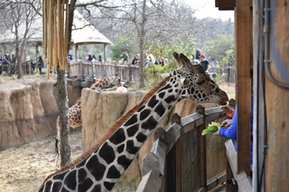 Filename=DSC_0442.JPG
Filesize=18071KiB
Dimensions=7360x4912
Date added=Sep 27, 2019 DSC_0442.JPG