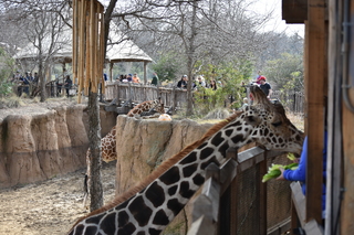 Filename=DSC_0443.JPG
Filesize=23602KiB
Dimensions=7360x4912
Date added=Sep 27, 2019 DSC_0443.JPG