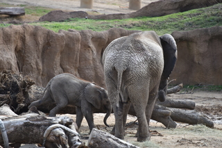 Filename=DSC_0447.JPG
Filesize=19856KiB
Dimensions=7360x4912
Date added=Sep 27, 2019 DSC_0447.JPG