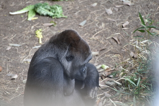 Filename=DSC_0452.JPG
Filesize=19380KiB
Dimensions=7360x4912
Date added=Sep 27, 2019 DSC_0452.JPG