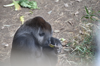 Filename=DSC_0454.JPG
Filesize=19020KiB
Dimensions=7360x4912
Date added=Sep 27, 2019 DSC_0454.JPG