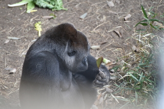 Filename=DSC_0455.JPG
Filesize=19357KiB
Dimensions=7360x4912
Date added=Sep 27, 2019 DSC_0455.JPG