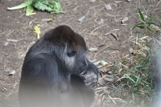 Filename=DSC_0456.JPG
Filesize=19608KiB
Dimensions=7360x4912
Date added=Sep 27, 2019 DSC_0456.JPG