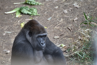 Filename=DSC_0457.JPG
Filesize=19165KiB
Dimensions=7360x4912
Date added=Sep 27, 2019 DSC_0457.JPG