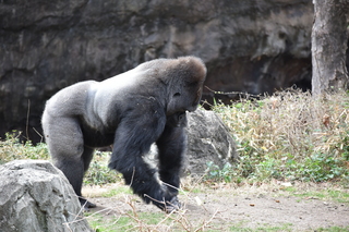 Filename=DSC_0459.JPG
Filesize=21006KiB
Dimensions=7360x4912
Date added=Sep 27, 2019 DSC_0459.JPG