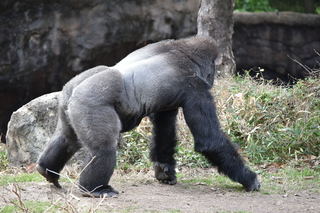 Filename=DSC_0462.JPG
Filesize=22632KiB
Dimensions=7360x4912
Date added=Sep 27, 2019 DSC_0462.JPG