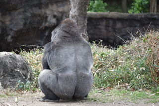 Filename=DSC_0463.JPG
Filesize=23748KiB
Dimensions=7360x4912
Date added=Sep 27, 2019 DSC_0463.JPG