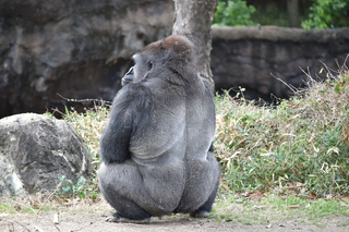 Filename=DSC_0464.JPG
Filesize=23272KiB
Dimensions=7360x4912
Date added=Sep 27, 2019 DSC_0464.JPG