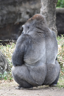 Filename=DSC_0465.JPG
Filesize=20380KiB
Dimensions=4912x7360
Date added=Sep 27, 2019 DSC_0465.JPG