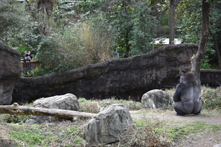 Filename=DSC_0466.JPG
Filesize=24749KiB
Dimensions=7360x4912
Date added=Sep 27, 2019 DSC_0466.JPG