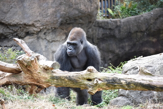 Filename=DSC_0468.JPG
Filesize=20449KiB
Dimensions=7360x4912
Date added=Sep 27, 2019 DSC_0468.JPG