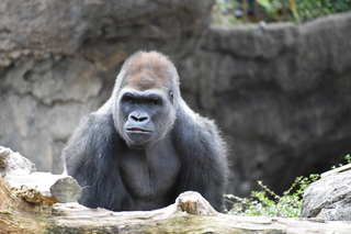 Filename=DSC_0470.JPG
Filesize=20128KiB
Dimensions=7360x4912
Date added=Sep 27, 2019 DSC_0470.JPG