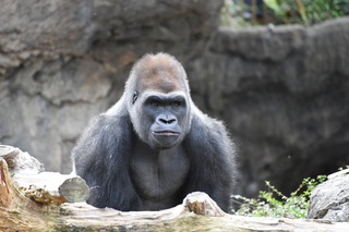 Filename=DSC_0471.JPG
Filesize=20097KiB
Dimensions=7360x4912
Date added=Sep 27, 2019 DSC_0471.JPG