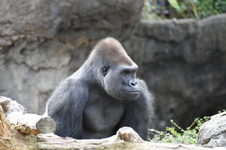 Filename=DSC_0472.JPG
Filesize=20059KiB
Dimensions=7360x4912
Date added=Sep 27, 2019 DSC_0472.JPG