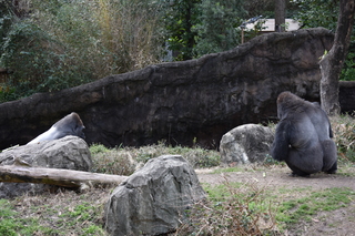 Filename=DSC_0473.JPG
Filesize=22163KiB
Dimensions=7360x4912
Date added=Sep 27, 2019 DSC_0473.JPG