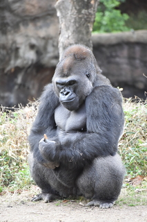 Filename=DSC_0474.JPG
Filesize=19093KiB
Dimensions=4912x7360
Date added=Sep 27, 2019 DSC_0474.JPG