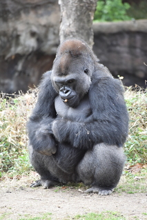 Filename=DSC_0475.JPG
Filesize=18944KiB
Dimensions=4912x7360
Date added=Sep 27, 2019 DSC_0475.JPG