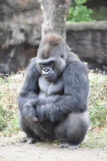 Filename=DSC_0476.JPG
Filesize=19130KiB
Dimensions=4912x7360
Date added=Sep 27, 2019 DSC_0476.JPG