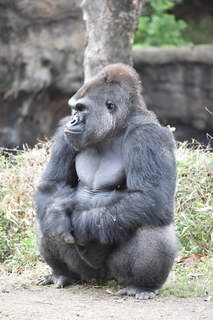 Filename=DSC_0477.JPG
Filesize=18952KiB
Dimensions=4912x7360
Date added=Sep 27, 2019 DSC_0477.JPG