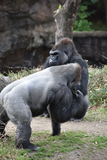 Filename=DSC_0482.JPG
Filesize=18456KiB
Dimensions=4912x7360
Date added=Sep 27, 2019 DSC_0482.JPG