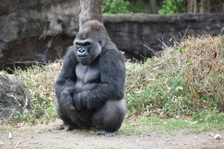 Filename=DSC_0484.JPG
Filesize=23387KiB
Dimensions=7360x4912
Date added=Sep 27, 2019 DSC_0484.JPG