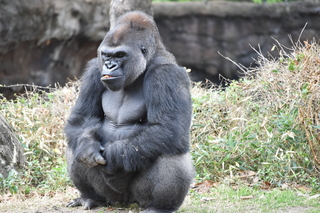 Filename=DSC_0485.JPG
Filesize=22771KiB
Dimensions=7360x4912
Date added=Sep 27, 2019 DSC_0485.JPG