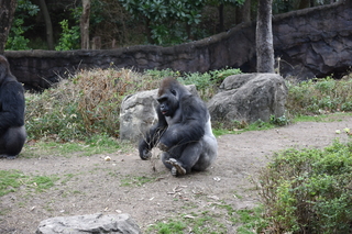 Filename=DSC_0486.JPG
Filesize=22864KiB
Dimensions=7360x4912
Date added=Sep 27, 2019 DSC_0486.JPG