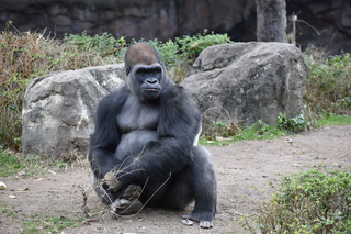 Filename=DSC_0487.JPG
Filesize=21322KiB
Dimensions=7360x4912
Date added=Sep 27, 2019 DSC_0487.JPG