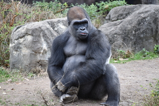 Filename=DSC_0488.JPG
Filesize=21335KiB
Dimensions=7360x4912
Date added=Sep 27, 2019 DSC_0488.JPG