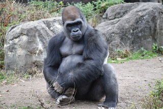 Filename=DSC_0489.JPG
Filesize=21122KiB
Dimensions=7360x4912
Date added=Sep 27, 2019 DSC_0489.JPG