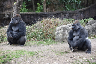 Filename=DSC_0490.JPG
Filesize=24277KiB
Dimensions=7360x4912
Date added=Sep 27, 2019 DSC_0490.JPG