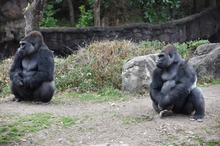 Filename=DSC_0491.JPG
Filesize=23943KiB
Dimensions=7360x4912
Date added=Sep 27, 2019 DSC_0491.JPG