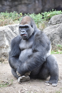 Filename=DSC_0493.JPG
Filesize=19252KiB
Dimensions=4912x7360
Date added=Sep 27, 2019 DSC_0493.JPG