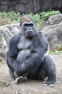 Filename=DSC_0496.JPG
Filesize=18734KiB
Dimensions=4912x7360
Date added=Sep 27, 2019 DSC_0496.JPG