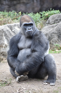 Filename=DSC_0497.JPG
Filesize=19111KiB
Dimensions=4912x7360
Date added=Sep 27, 2019 DSC_0497.JPG