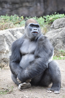 Filename=DSC_0498.JPG
Filesize=18644KiB
Dimensions=4912x7360
Date added=Sep 27, 2019 DSC_0498.JPG