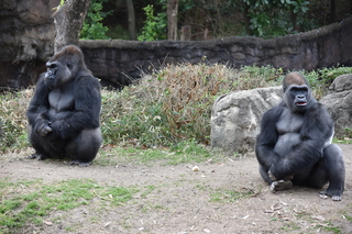 Filename=DSC_0499.JPG
Filesize=24353KiB
Dimensions=7360x4912
Date added=Sep 27, 2019 DSC_0499.JPG