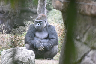 Filename=DSC_0501.JPG
Filesize=20359KiB
Dimensions=7360x4912
Date added=Sep 27, 2019 DSC_0501.JPG