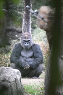 Filename=DSC_0502.JPG
Filesize=17934KiB
Dimensions=4912x7360
Date added=Sep 27, 2019 DSC_0502.JPG