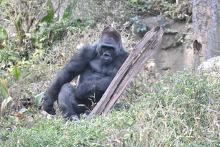 Filename=DSC_0504.JPG
Filesize=20631KiB
Dimensions=7360x4912
Date added=Sep 27, 2019 DSC_0504.JPG